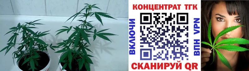 дарнет шоп  Лиски  Дистиллят ТГК THC oil 